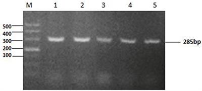 A T3SS Regulator Mutant of Vibrio alginolyticus Affects Antibiotic Susceptibilities and Provides Significant Protection to Danio rerio as a Live Attenuated Vaccine